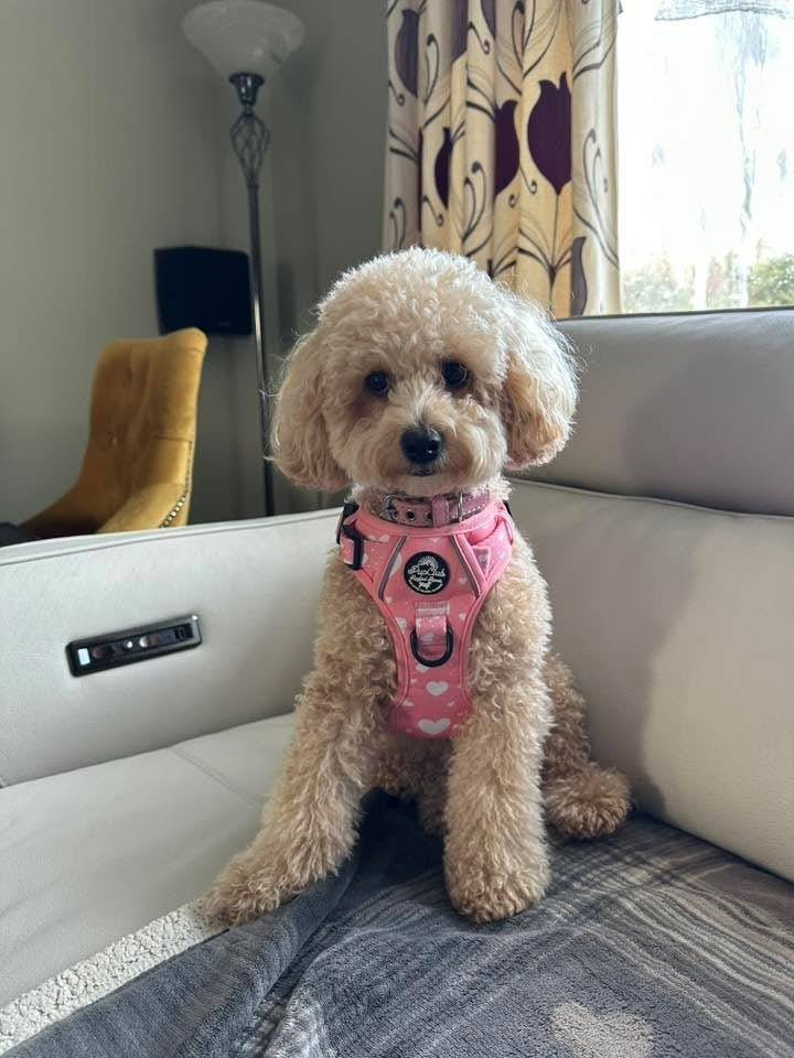 Rugged Rover™ Harness - Peachy Hearts