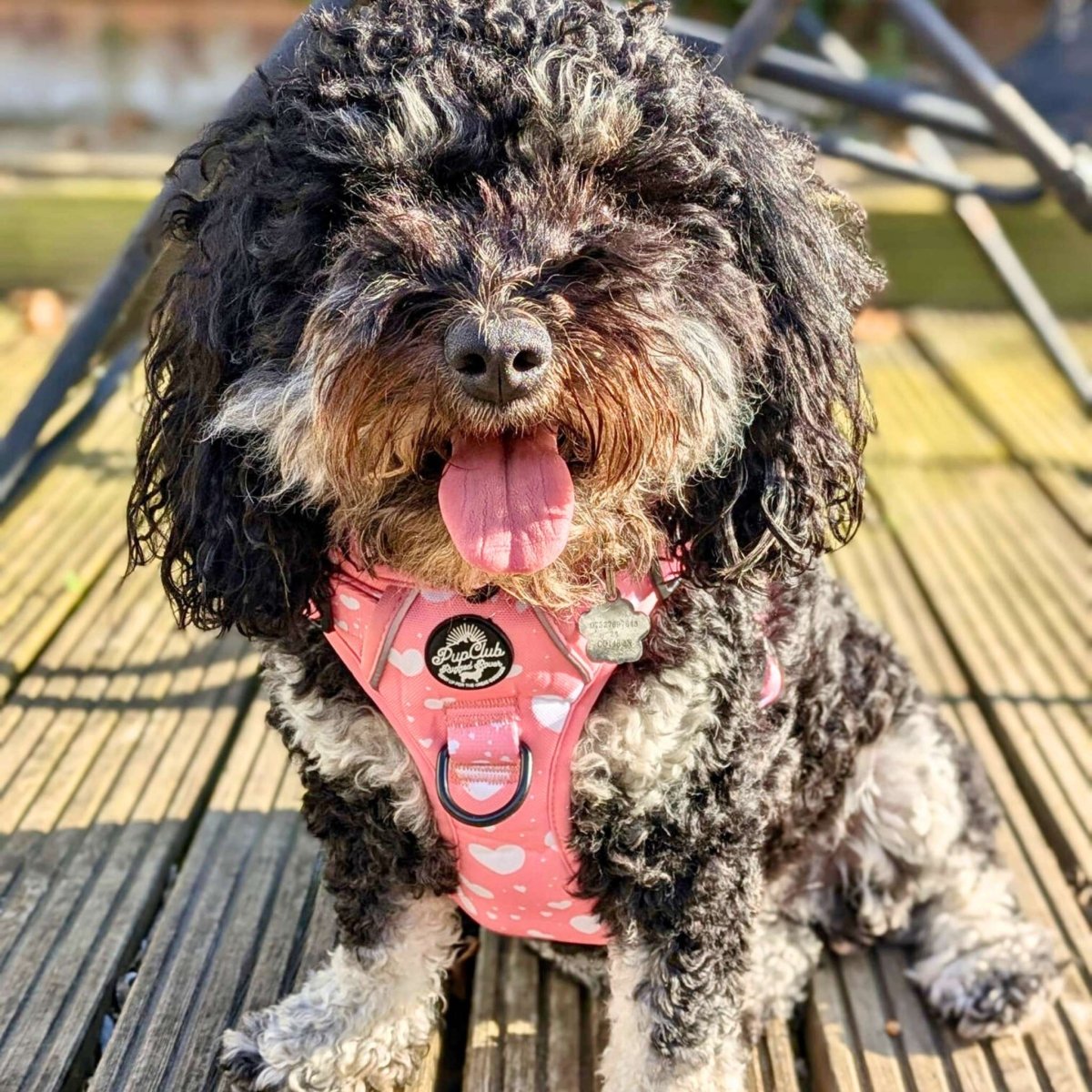 Rugged Rover™ Harness - Peachy Hearts